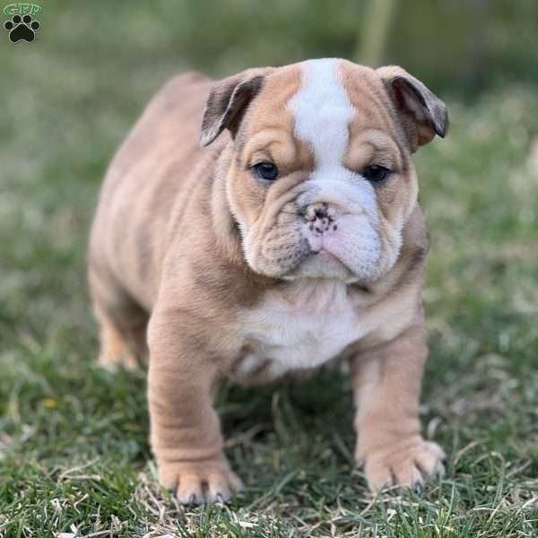 Dexter, English Bulldog Puppy