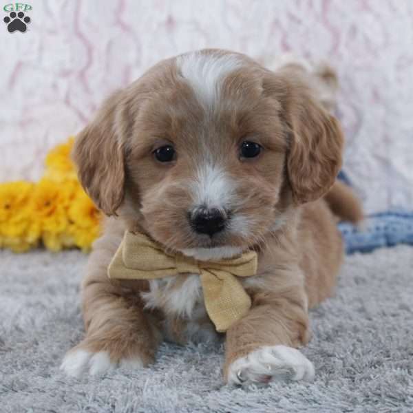 Jerome, Mini Goldendoodle Puppy