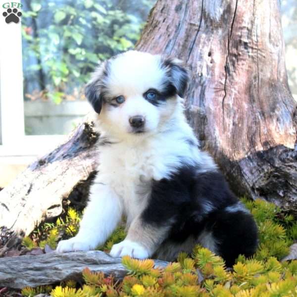Ian, Miniature Australian Shepherd Puppy