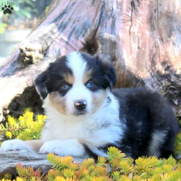 Idris, Miniature Australian Shepherd Puppy