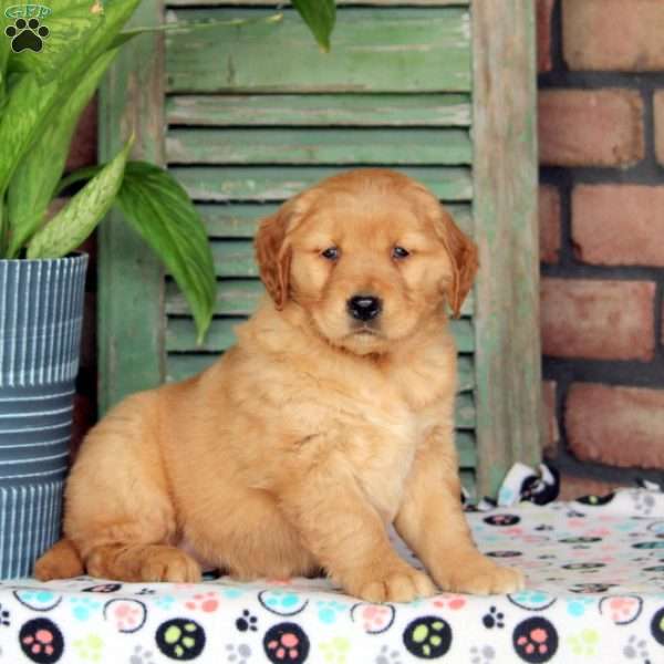 Isabel, Golden Retriever Puppy