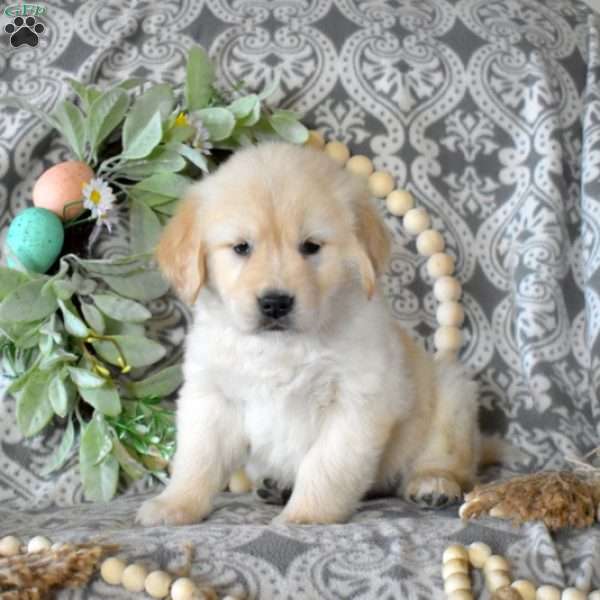 Isabelle, Golden Retriever Puppy