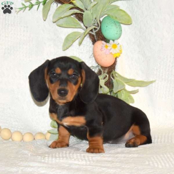 Isabelle-Mini, Dachshund Puppy