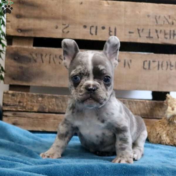 Isaiah, French Bulldog Puppy