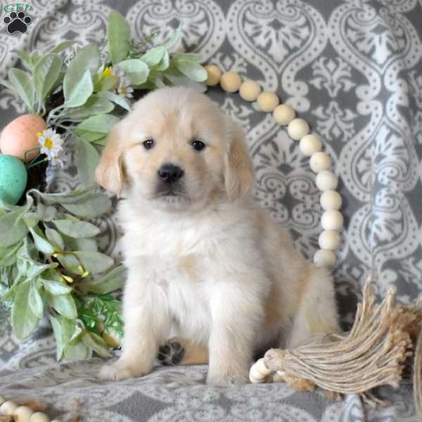 Ivory, Golden Retriever Puppy