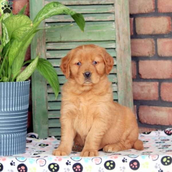 Ivy, Golden Retriever Puppy