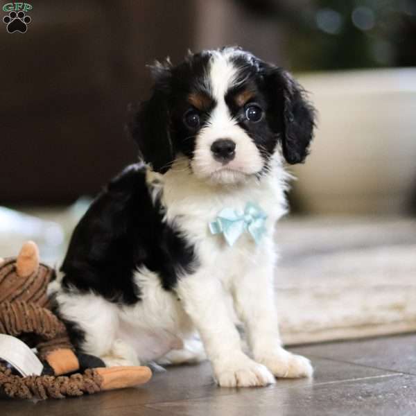 Jace, Cavalier King Charles Spaniel Puppy