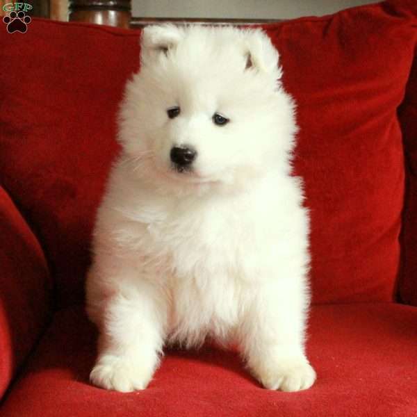 Jack, Samoyed Puppy