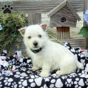 Jack, West Highland Terrier Puppy