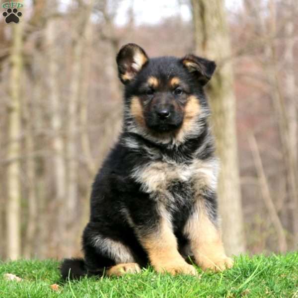 Jaden, German Shepherd Puppy