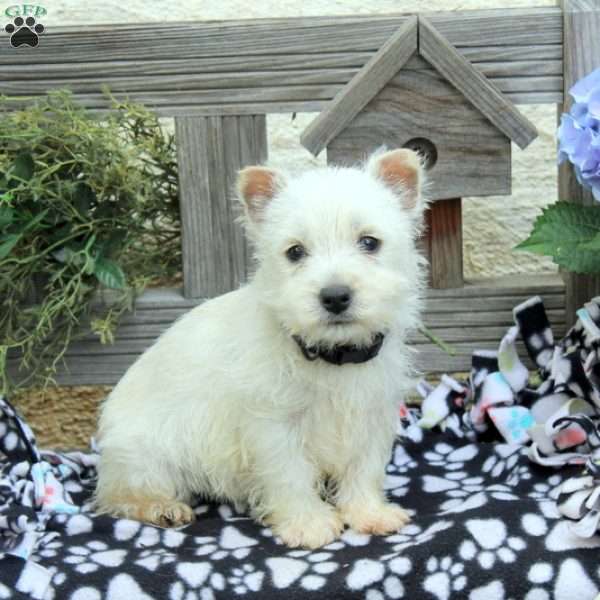 Jake, West Highland Terrier Puppy