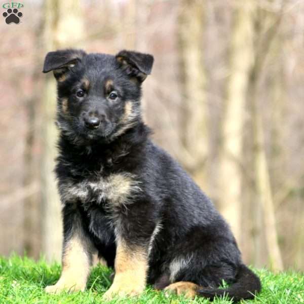 Jake, German Shepherd Puppy