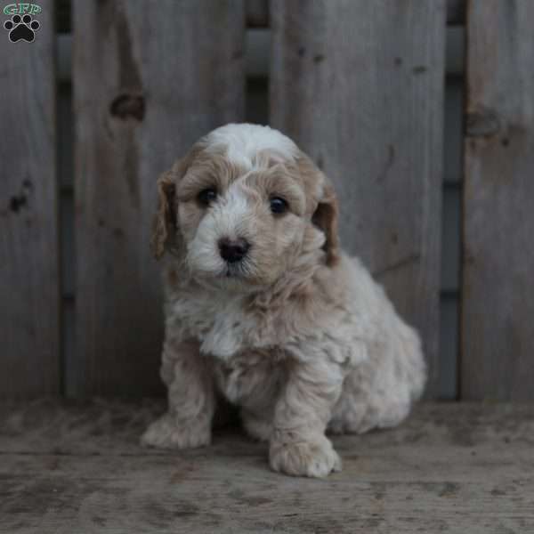 Jamie, Miniature Poodle Puppy