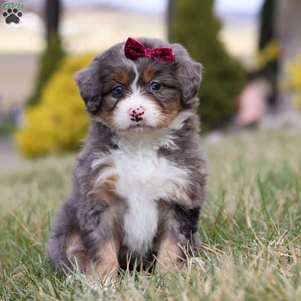 Jasmine, Mini Bernedoodle Puppy