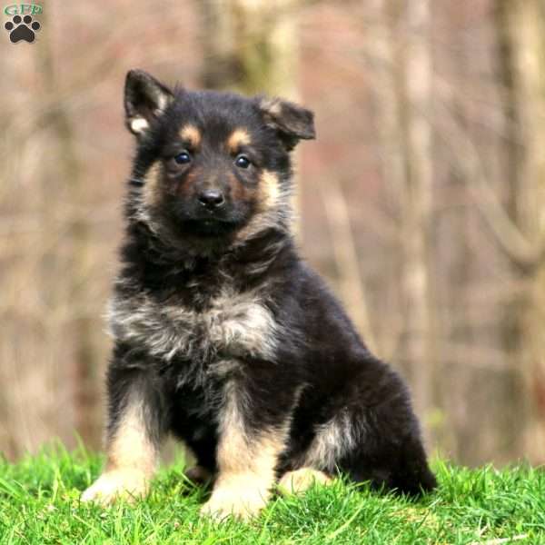 Jayda, German Shepherd Puppy