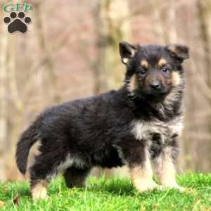 Jayda, German Shepherd Puppy