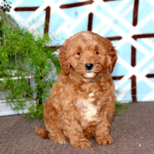 Jazzy, Mini Goldendoodle Puppy