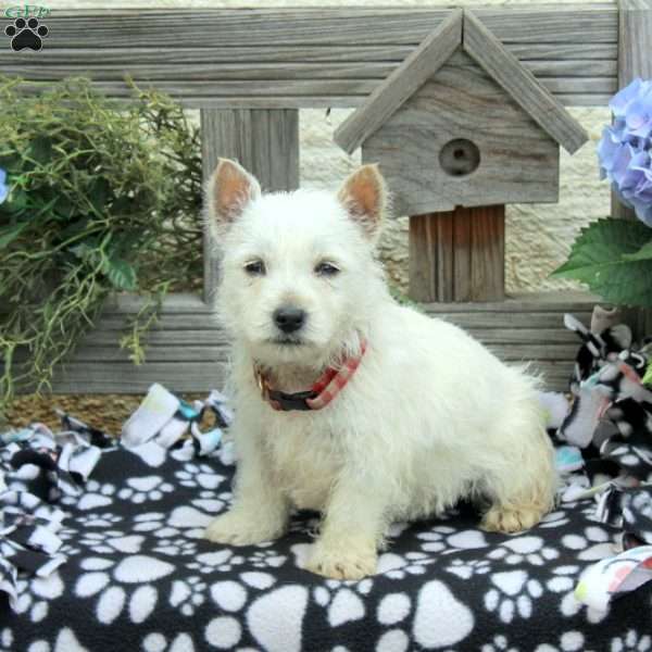 Jenna, West Highland Terrier Puppy