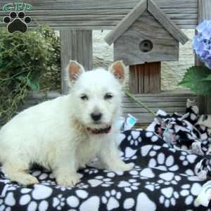 Jenna, West Highland Terrier Puppy
