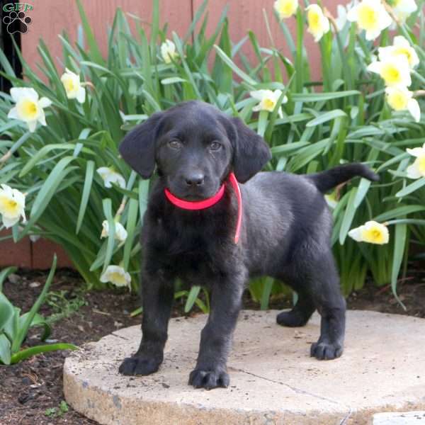Jessie, Black Labrador Retriever Puppy