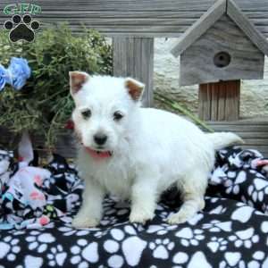 Jill, West Highland Terrier Puppy