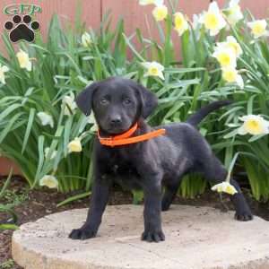 Joelle, Black Labrador Retriever Puppy