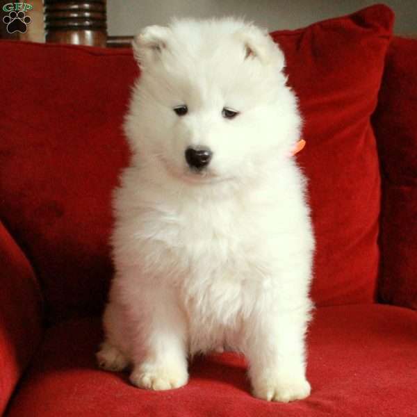 Joey, Samoyed Puppy