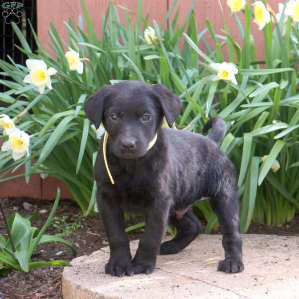 Joey, Black Labrador Retriever Puppy