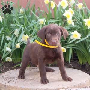 Jordy, Chocolate Labrador Retriever Puppy