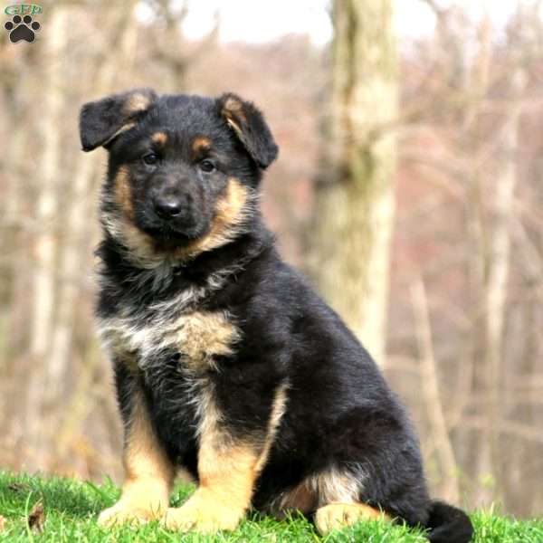 Josh, German Shepherd Puppy