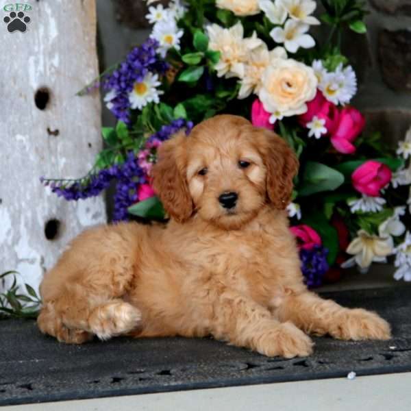 Josie – F1B, Mini Goldendoodle Puppy