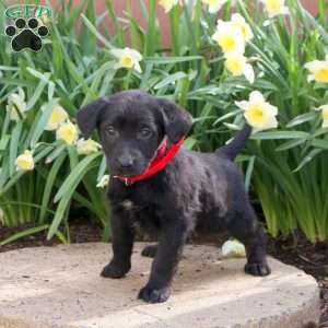 Joy, Black Labrador Retriever Puppy