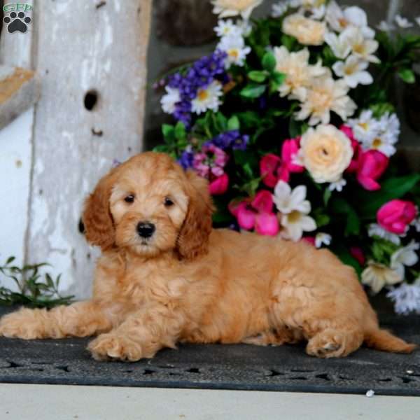 Julia – F1B, Mini Goldendoodle Puppy
