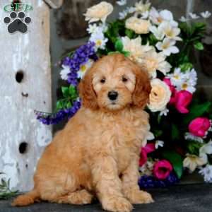 Julia – F1B, Mini Goldendoodle Puppy