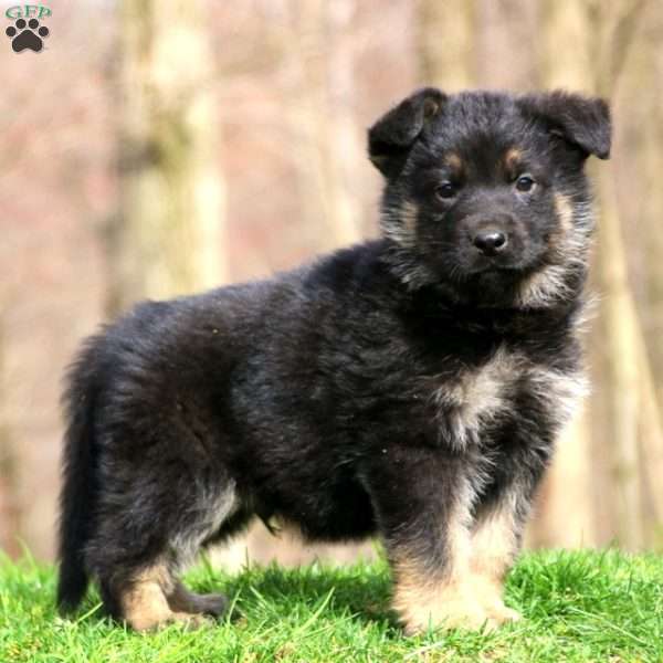 Jordan, German Shepherd Puppy