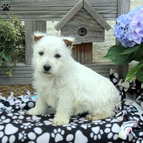 Justin, West Highland Terrier Puppy