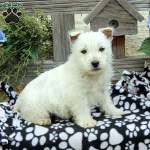 Justin, West Highland Terrier Puppy