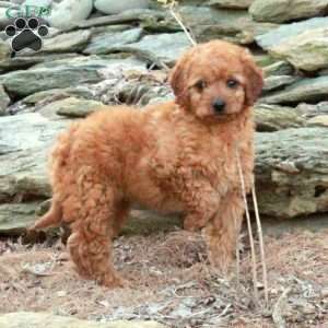 Karley, Mini Goldendoodle Puppy