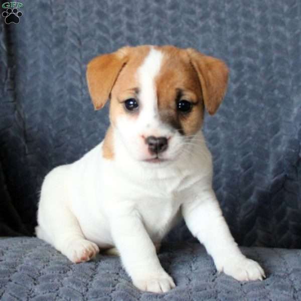 Karly, Jack Russell Terrier Puppy