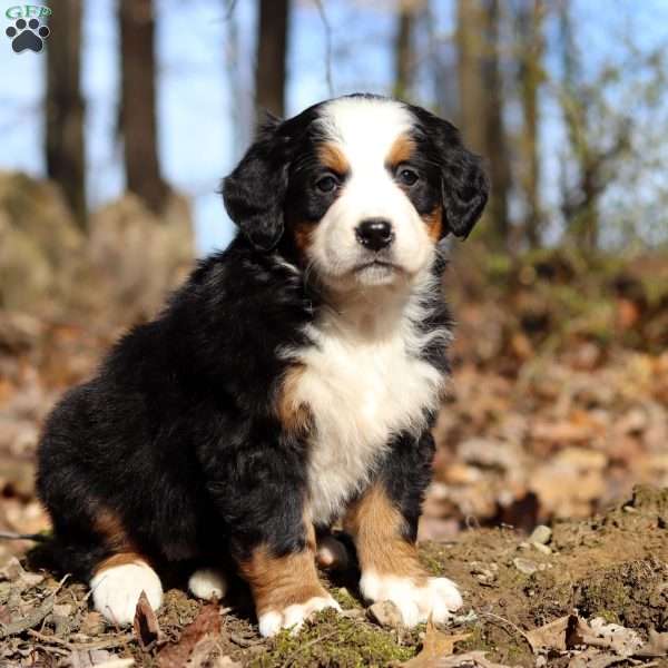 Karmel, Bernese Mountain Dog Puppy