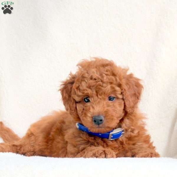Karson, Mini Goldendoodle Puppy