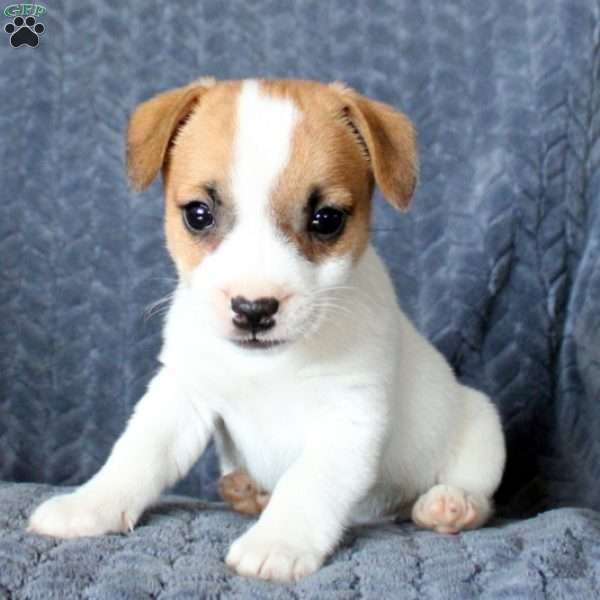 Kelsey, Jack Russell Terrier Puppy