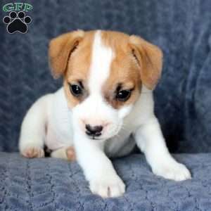 Kelsey, Jack Russell Terrier Puppy