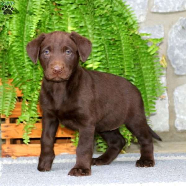 Kendi, Chocolate Labrador Retriever Puppy