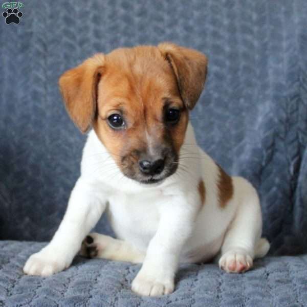 Kenna, Jack Russell Terrier Puppy