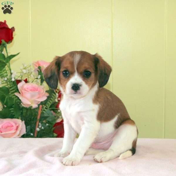 Kewee, Cavalier King Charles Mix Puppy