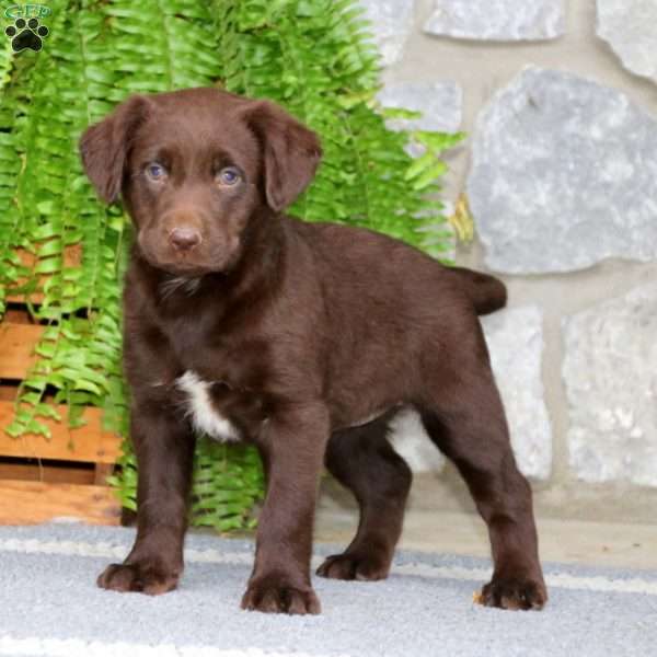 Kia, Chocolate Labrador Retriever Puppy