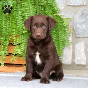 Kia, Chocolate Labrador Retriever Puppy