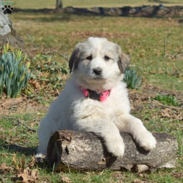 Kimber, Great Pyrenees Puppy