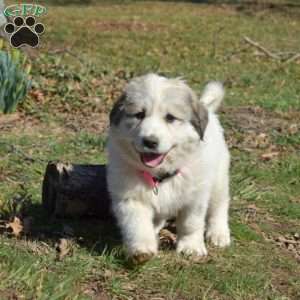 Kimber, Great Pyrenees Puppy